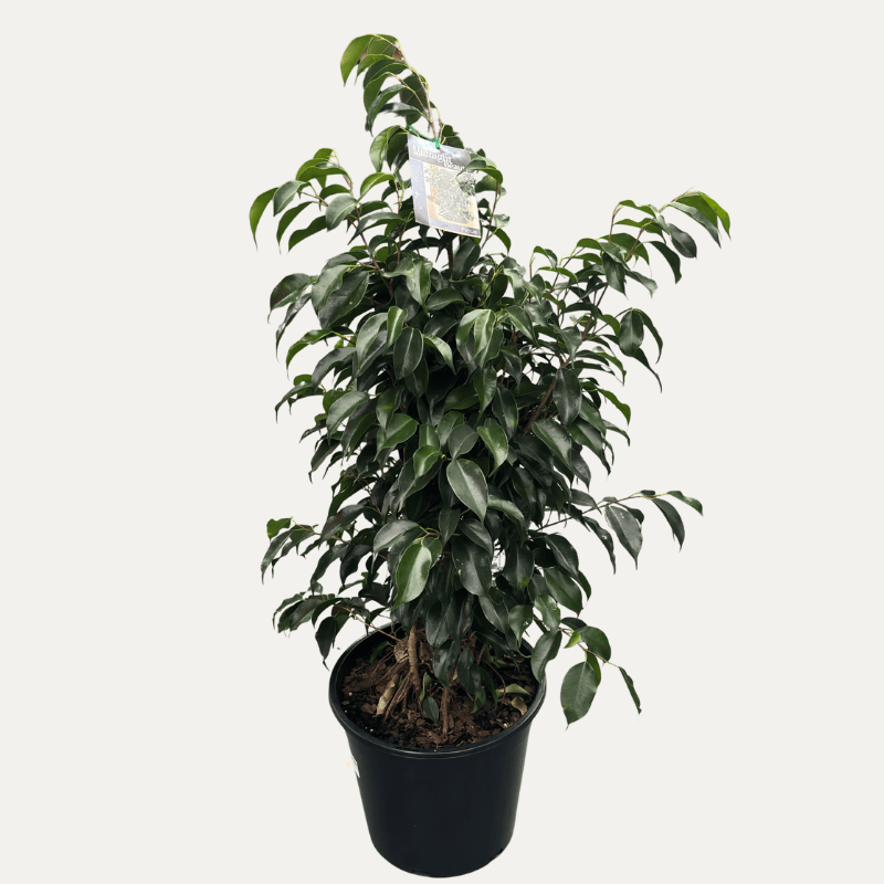 Ficus Midnight Beauty 30cm