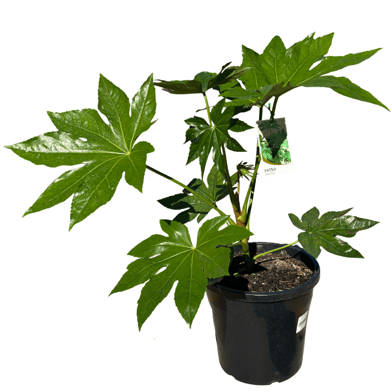 Fatsia japonica 25cm