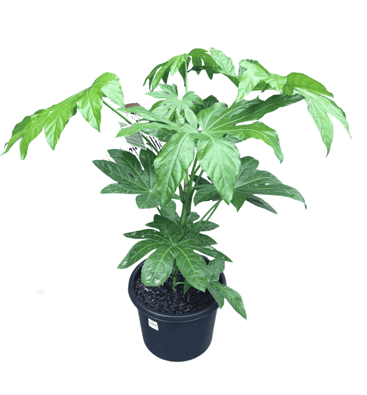 Fatsia japonica 33cm