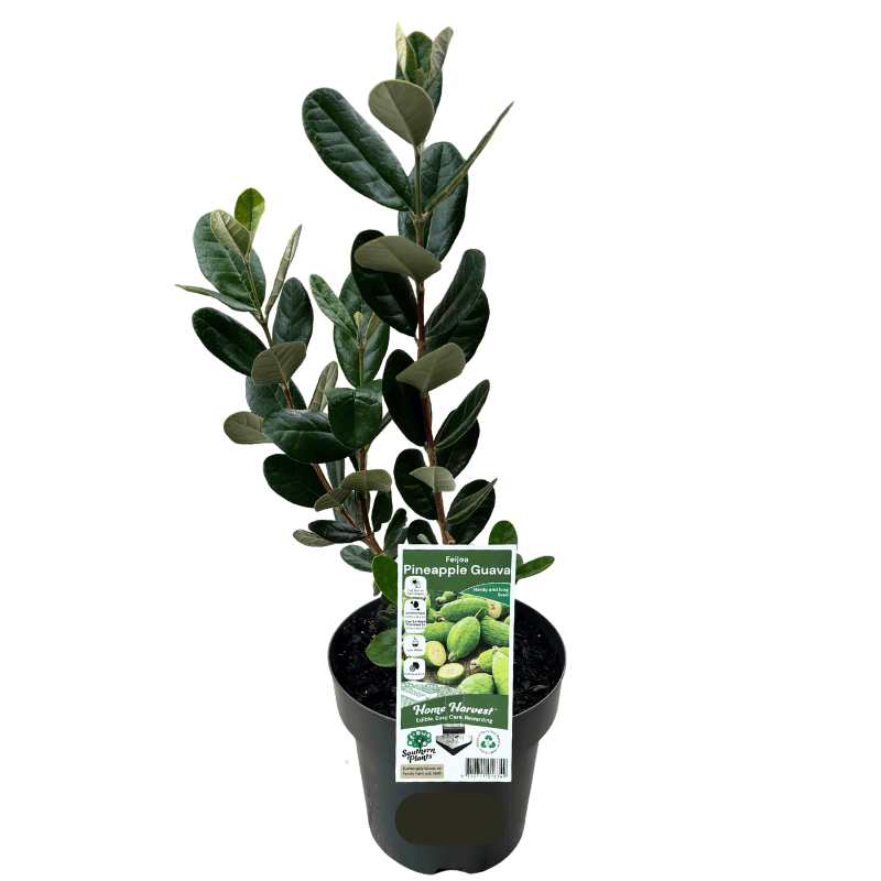 Feijoa sellowiana 18cm