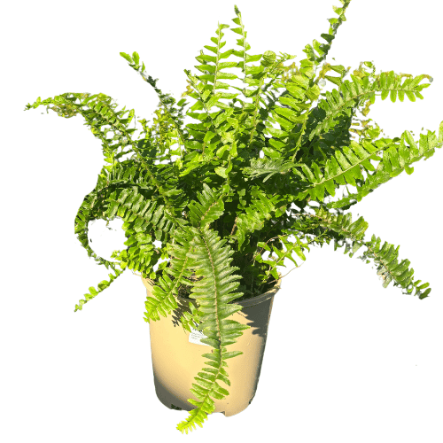 Nephrolepis Emerald Queen 18cm