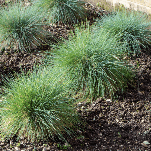 Festuca glauca