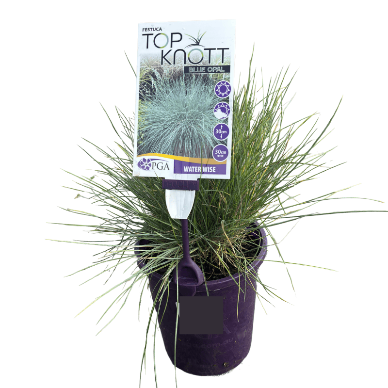 Festuca Top Knot Blue Opal 14cm