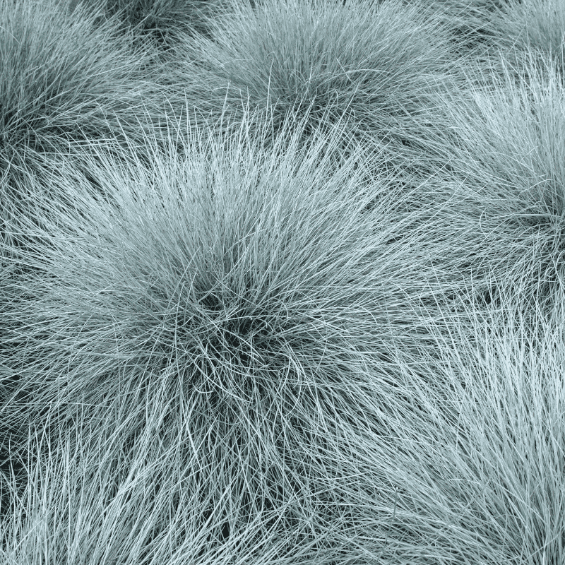 Festuca Top Knot Blue Opal 14cm