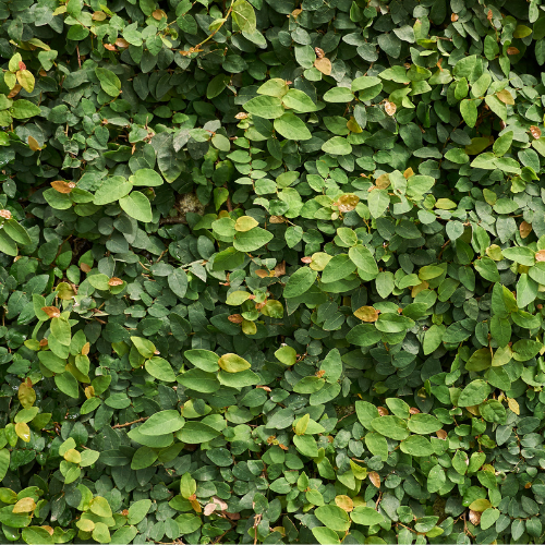 Ficus Pumila 'Creeping Fig' 14cm