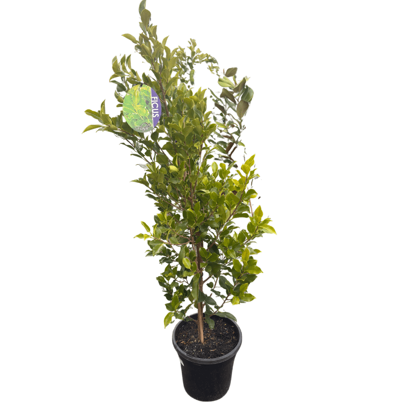 Ficus hillii Flash 25cm
