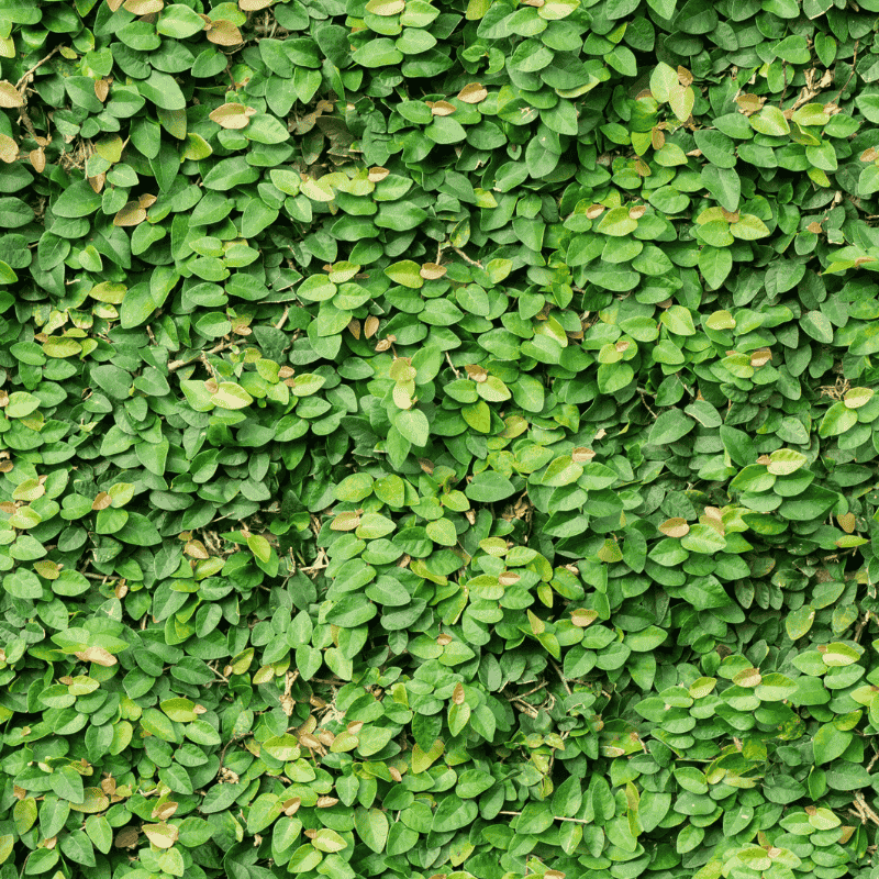 Ficus pumila 14cm
