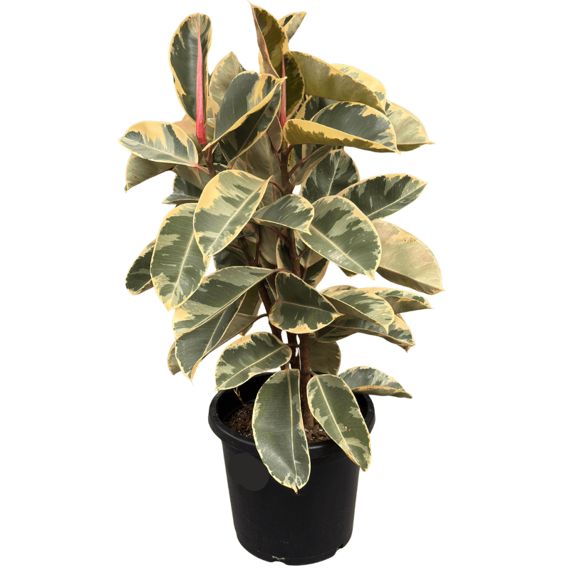 Ficus elastica Tineke 30cm