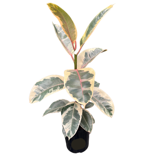 Ficus elastica Tineke 17cm