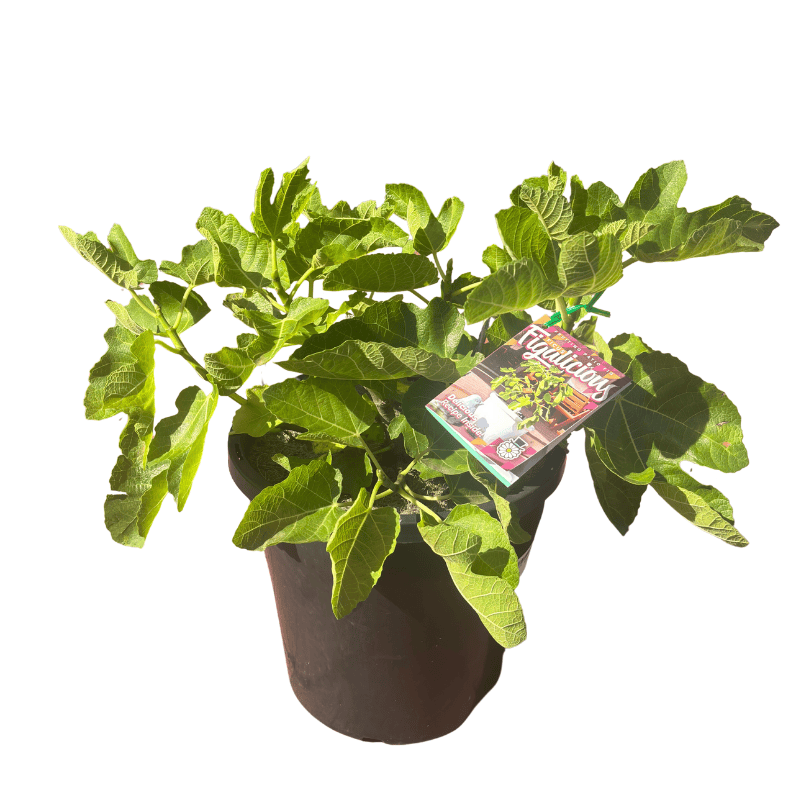 Ficus Figalicious 25cm