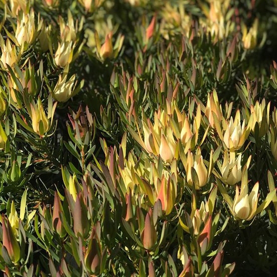 Leucadendron 'Fireglow' 14cm