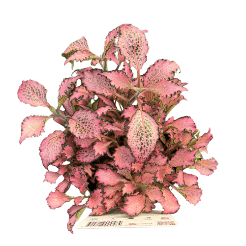 Fittonia Nerve Plant Assorted 13cm