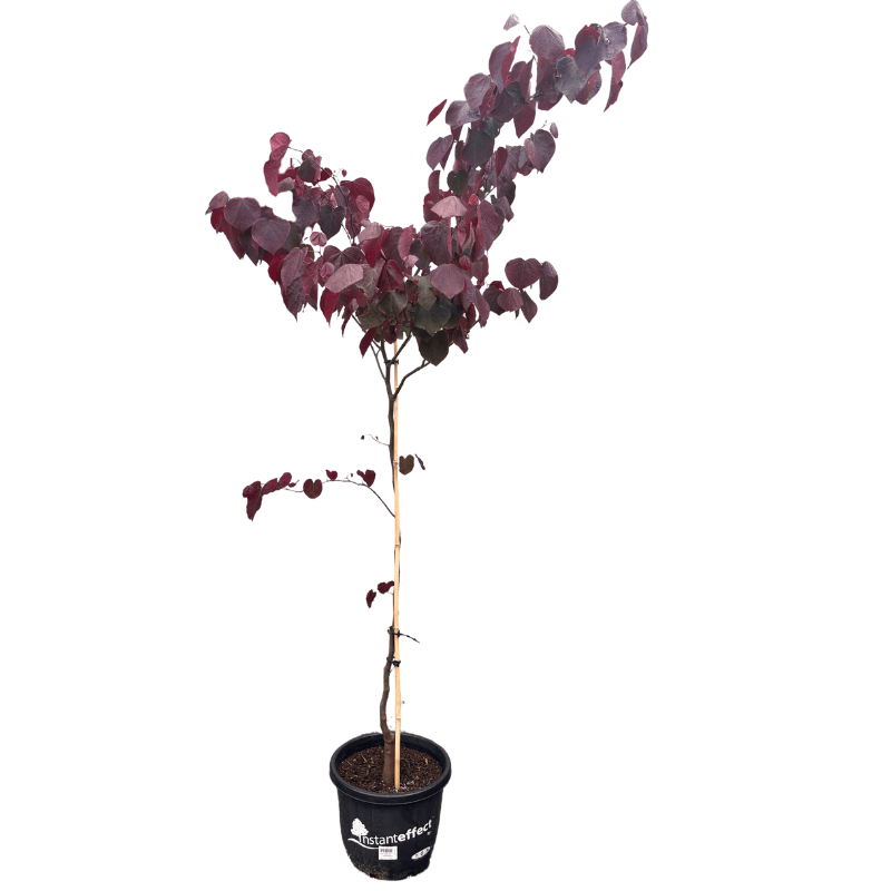 Cercis 'Forest Pansy' 33cm