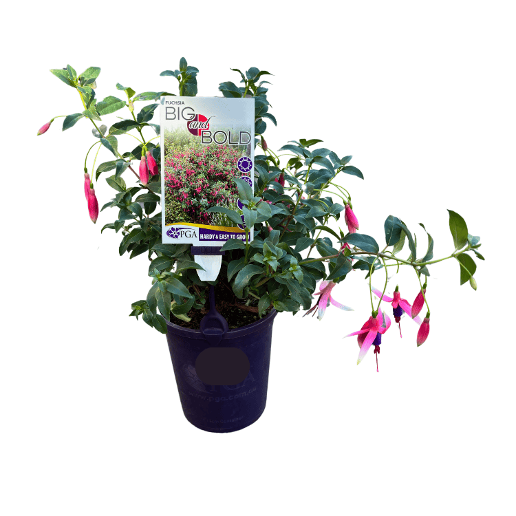 Fuchsia Big and Bold 14cm