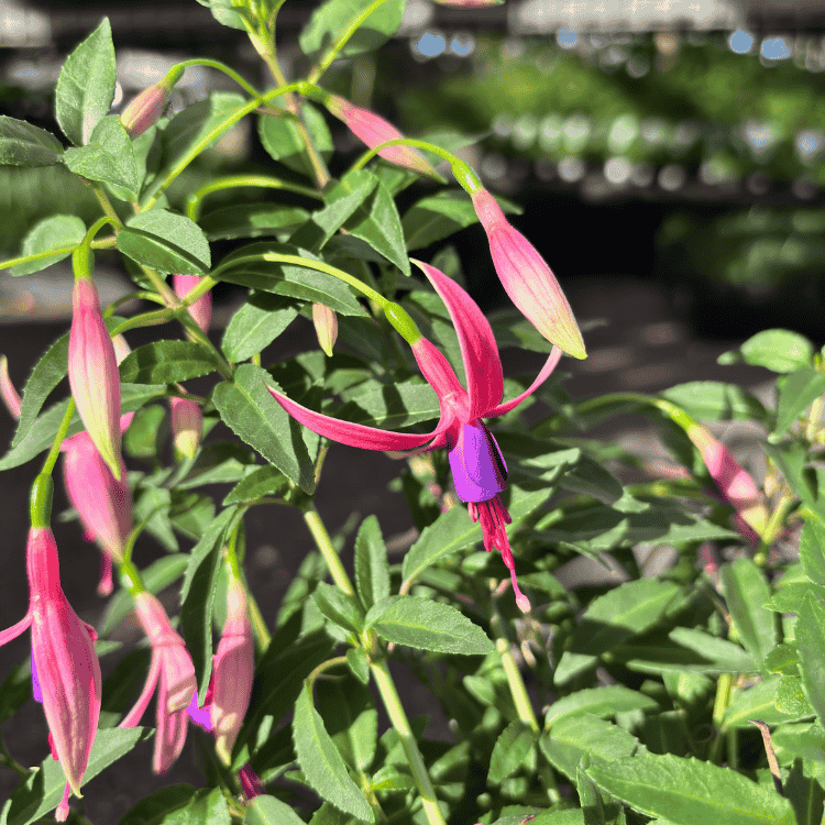 Fuchsia Happy Bells Playful 14cm