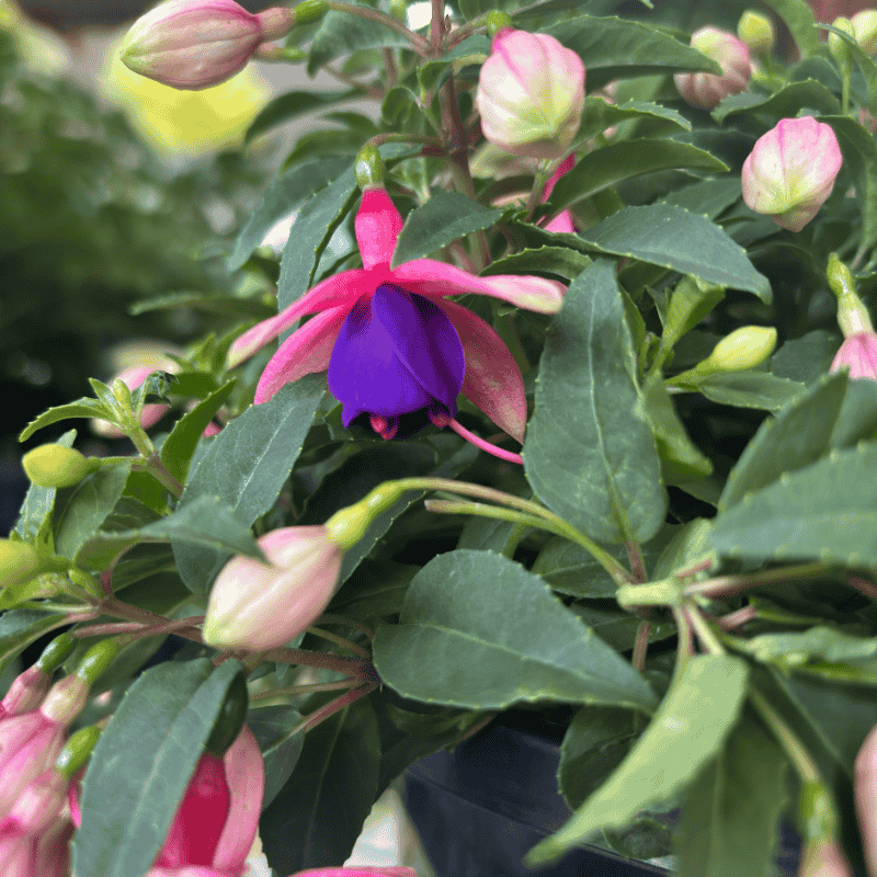 Fuchsia Ballerina Brisé