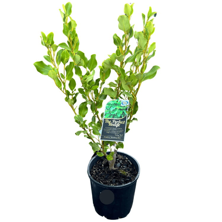 Griselinia Broadway Mint 20cm