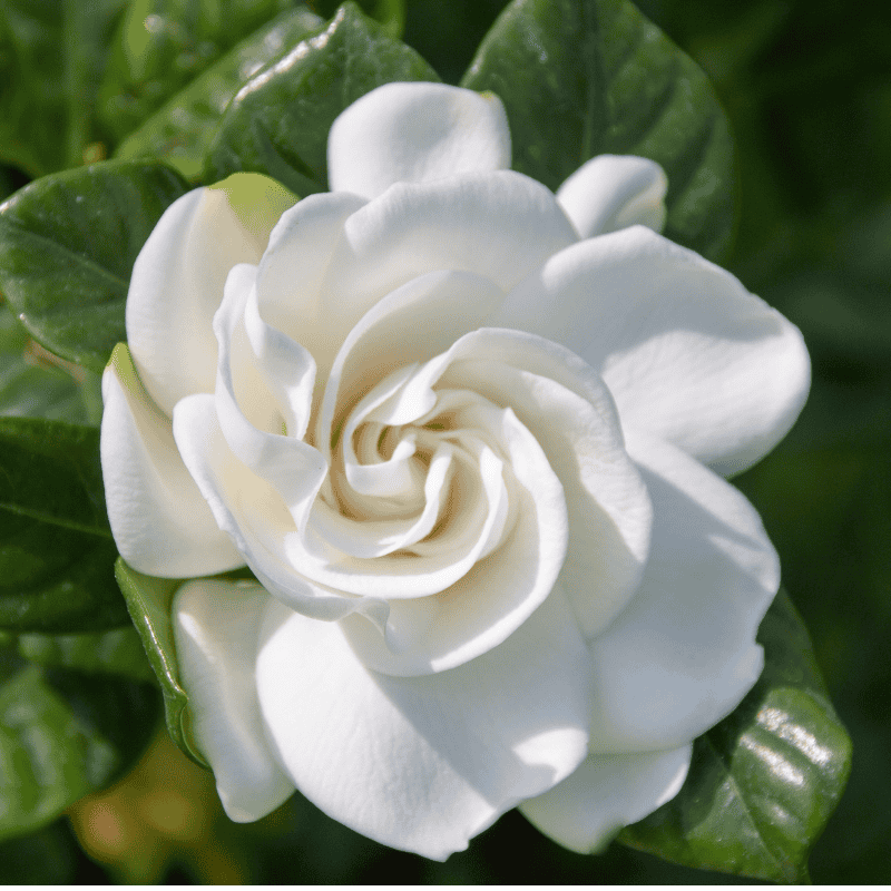 Gardenia augusta Florida 20cm