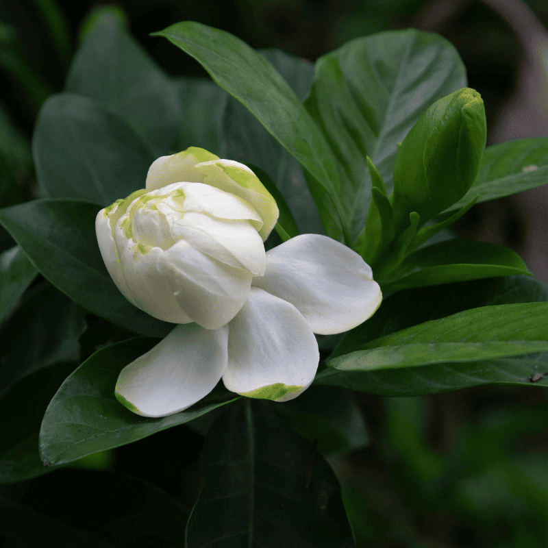 Gardenia Radicans 20cm
