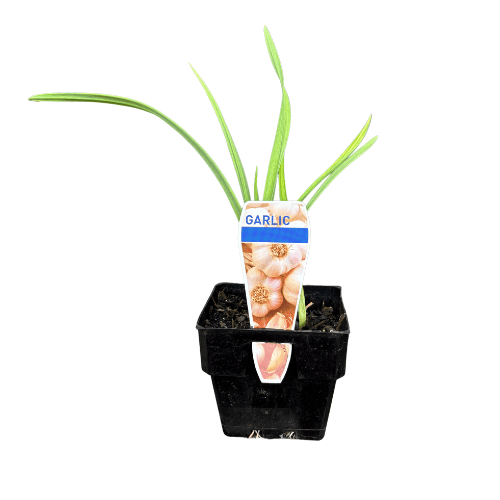 Garlic 10cm MP