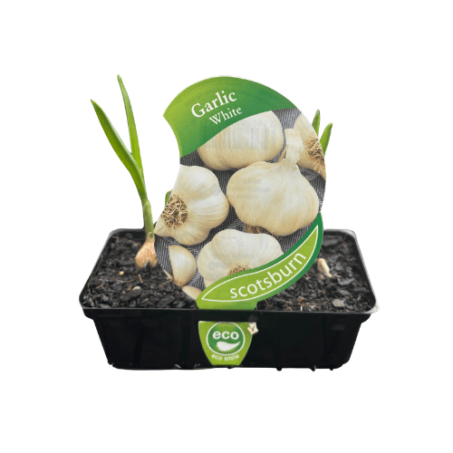Garlic White Punnet