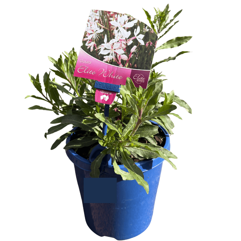 Gaura Elite White 15cm