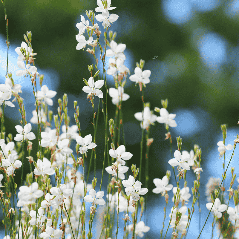 Gaura Elite White 15cm