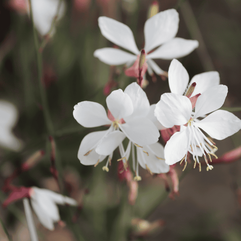 Gaura Elite White 15cm