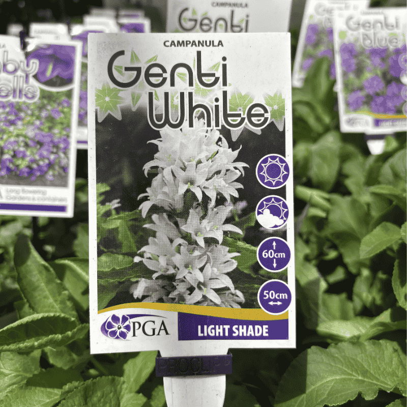 Campanula Bellflower Genti White 14cm