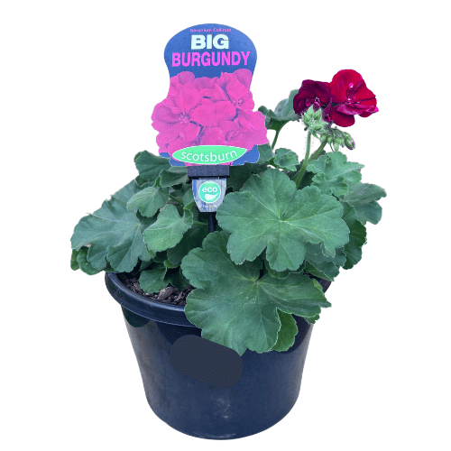 Geranium Big Burgundy 20cm