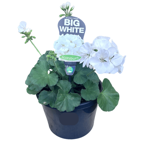 Geranium Big White 20cm