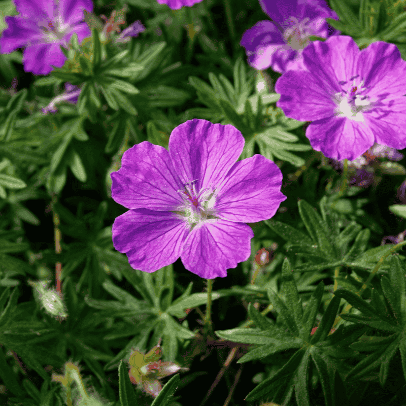Geranium Party Lights Purple 14cm
