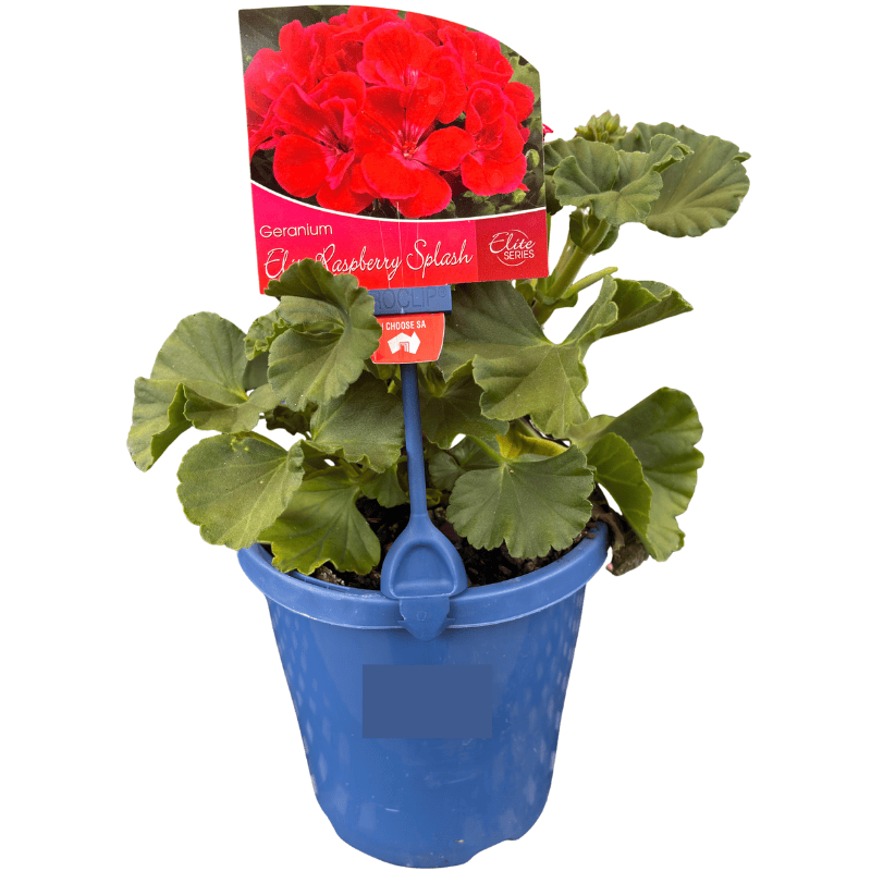 Geranium Assorted 15cm