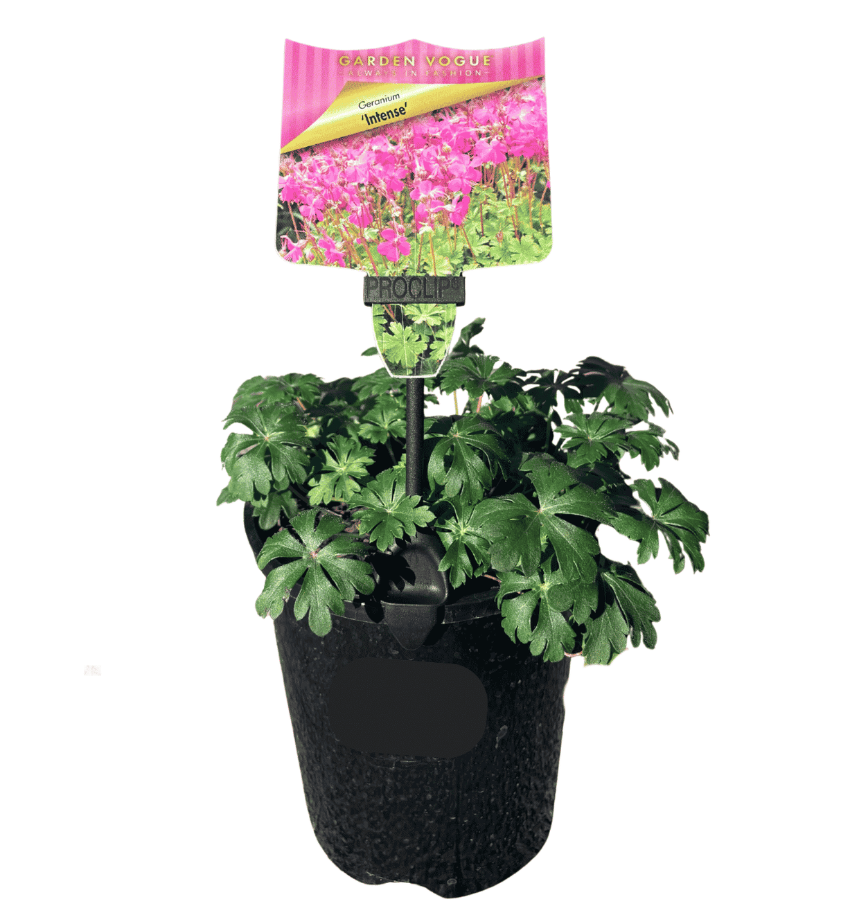Geranium Intense 14cm