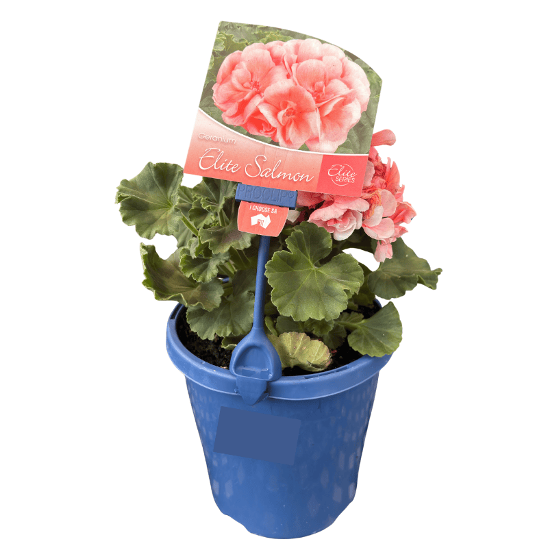 Geranium Assorted 15cm