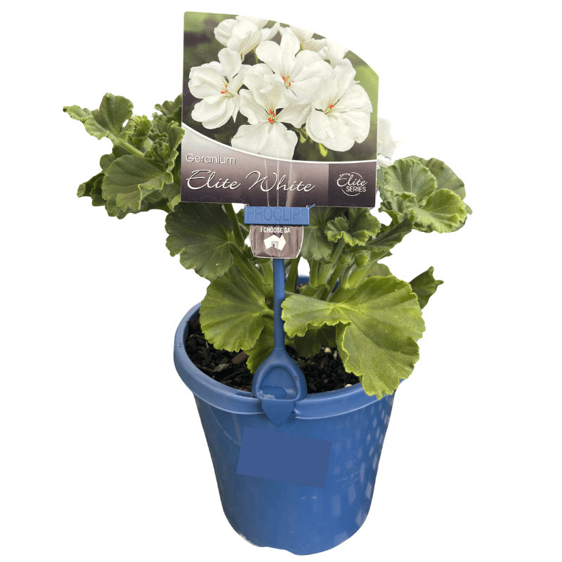 Geranium Assorted 15cm