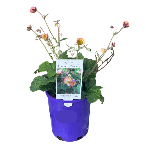 Geum Leonard's Variety 14cm
