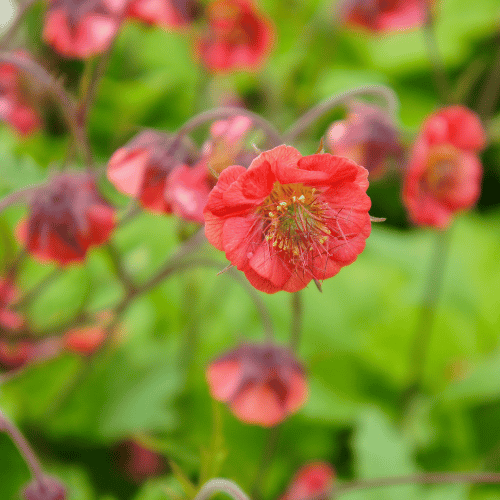 Geum Jazzy Scarlet Tempest 14cm