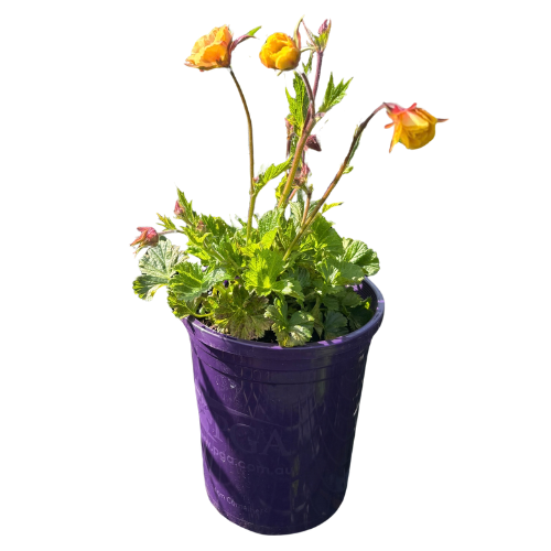 Geum Tempo Yellow Jazzy 14cm