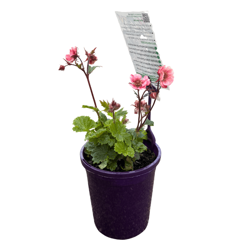 Geum Jazzy Tempo Rose 14cm