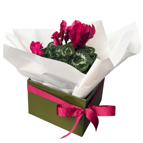 Mother's Day Gift Wrap
