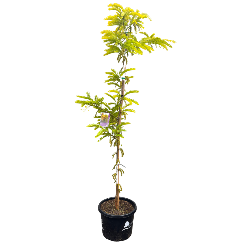 Gleditsia triacanthos ‘Sunburst’ 33cm