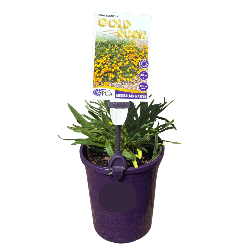 Bracteantha Gold Rush 14cm