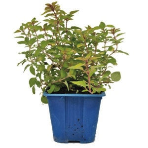 Marjoram 10cm