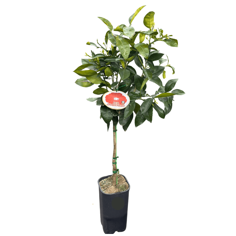 Grapefruit Rio Red 17cm