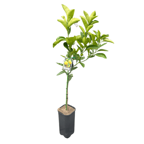 Grapefruit Wheeny 17cm