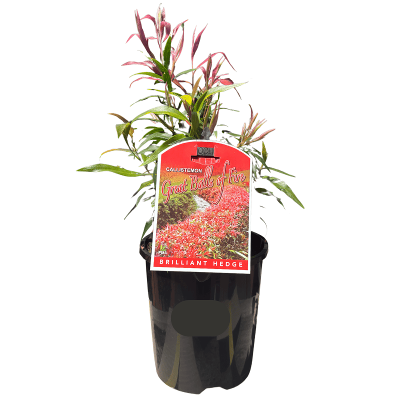 Callistemon Great Balls of Fire 14cm