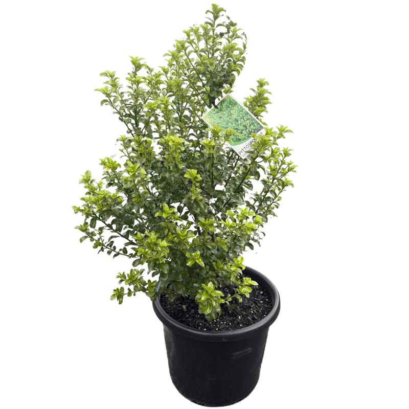 Pittosporum Green Pillar 25cm
