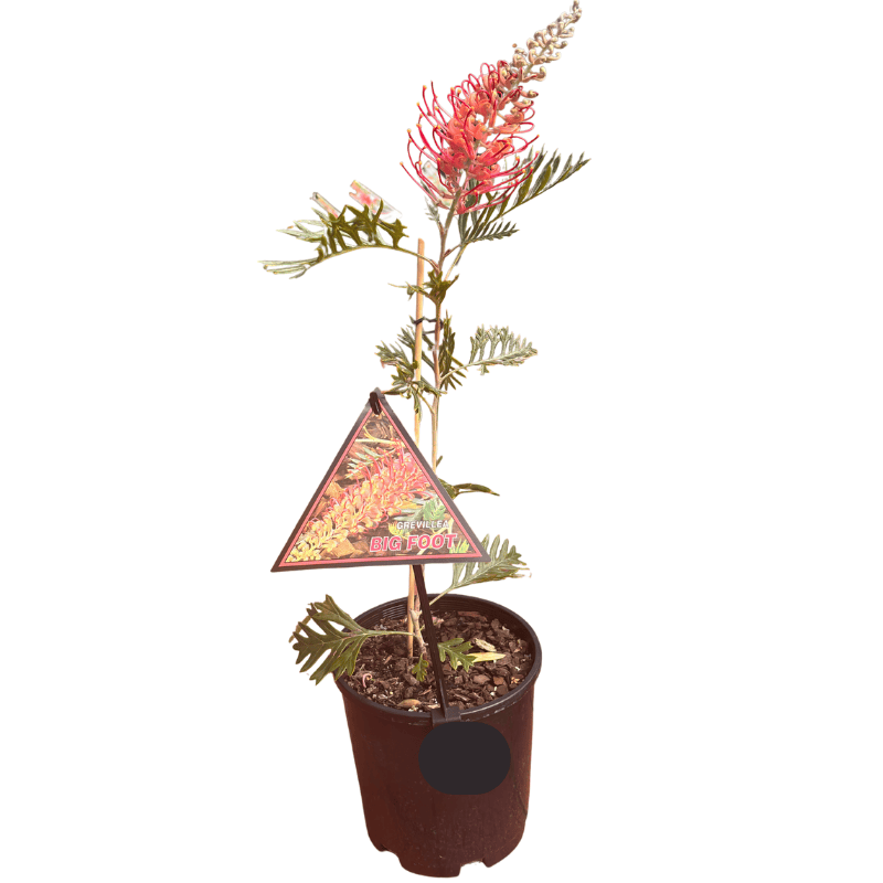 Grevillea 'Big Foot' 14cm