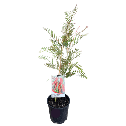 Grevillea Red Hooks 14cm